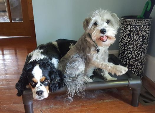 2017-07-29 Gussie and Pepper.jpg